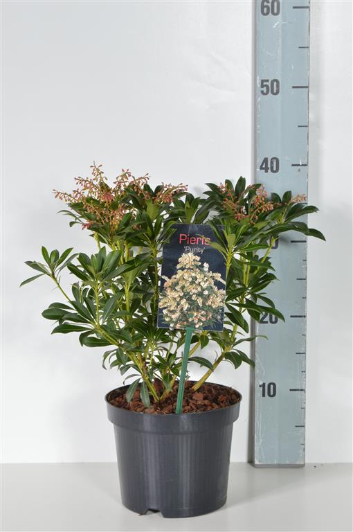 TW-2784755