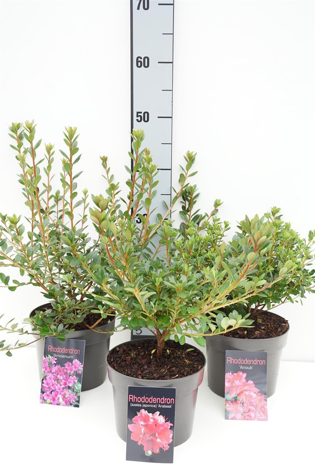 Rhododendron (japansk azalea) i sorter C2 (2 liters kruka) 20-25 cm
