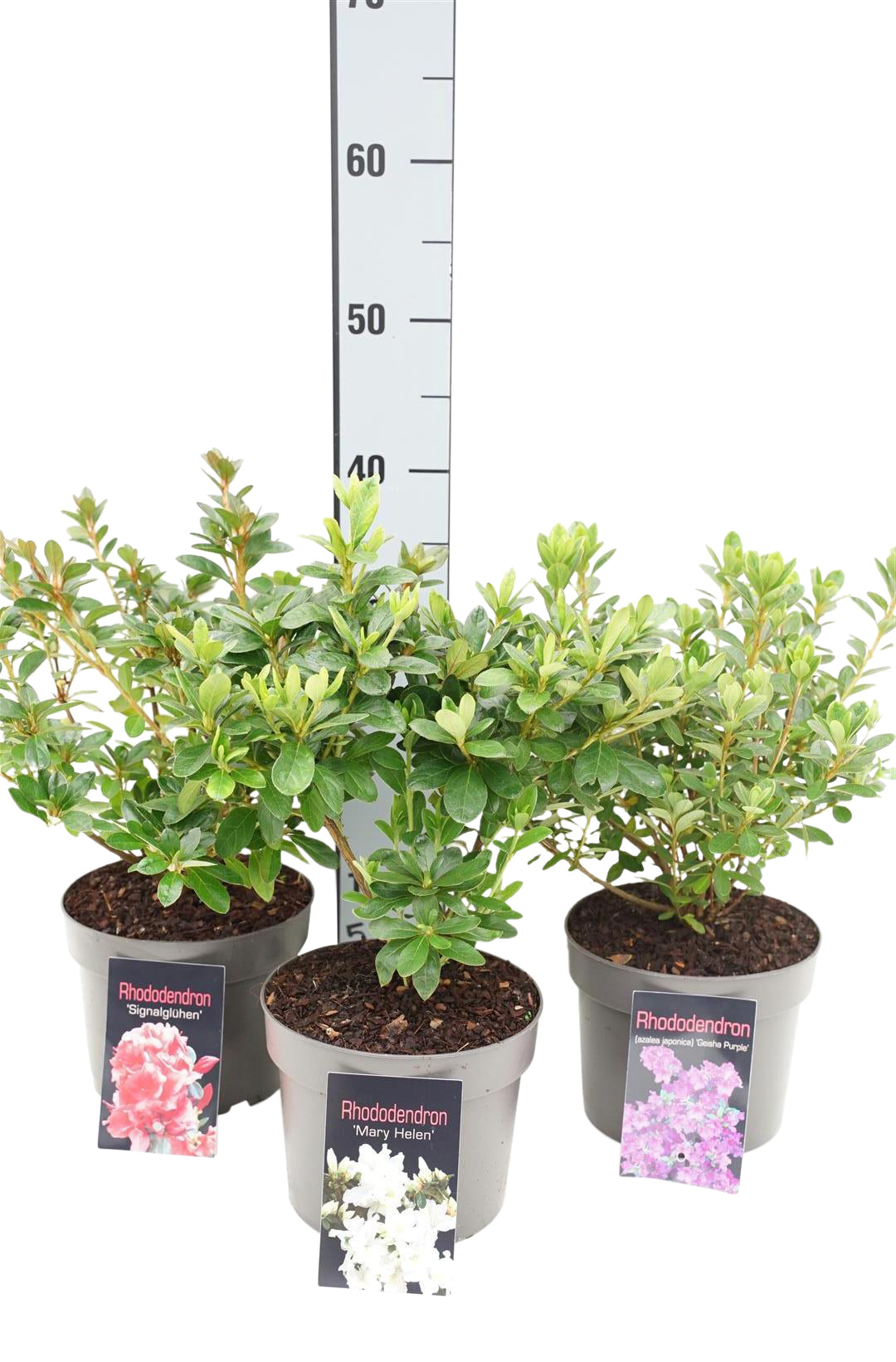 Rhododendron (Japansk azalea) i sorter C2/17 cm kruka 20+ cm