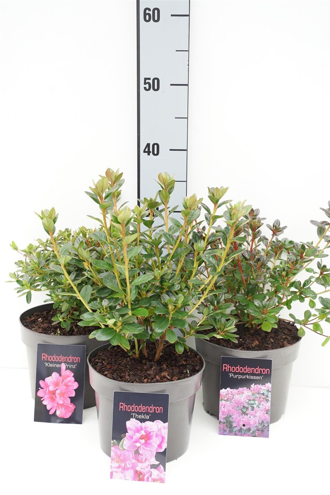 Rhododendron (AJ) i sorter C1 (1 liters kruka) / 13 cm kruka 20-30 cm