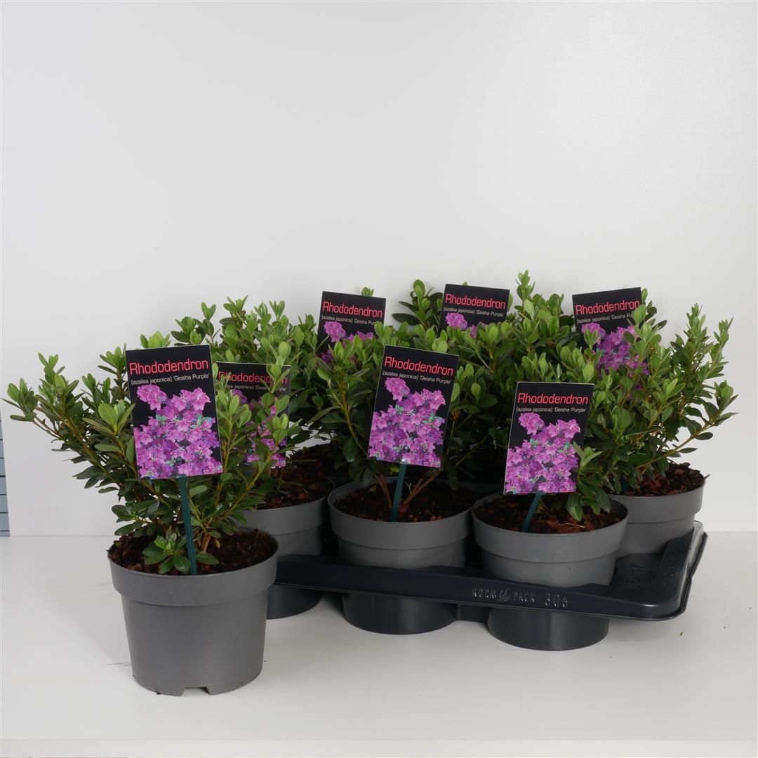 Rhododendron (AJ) &