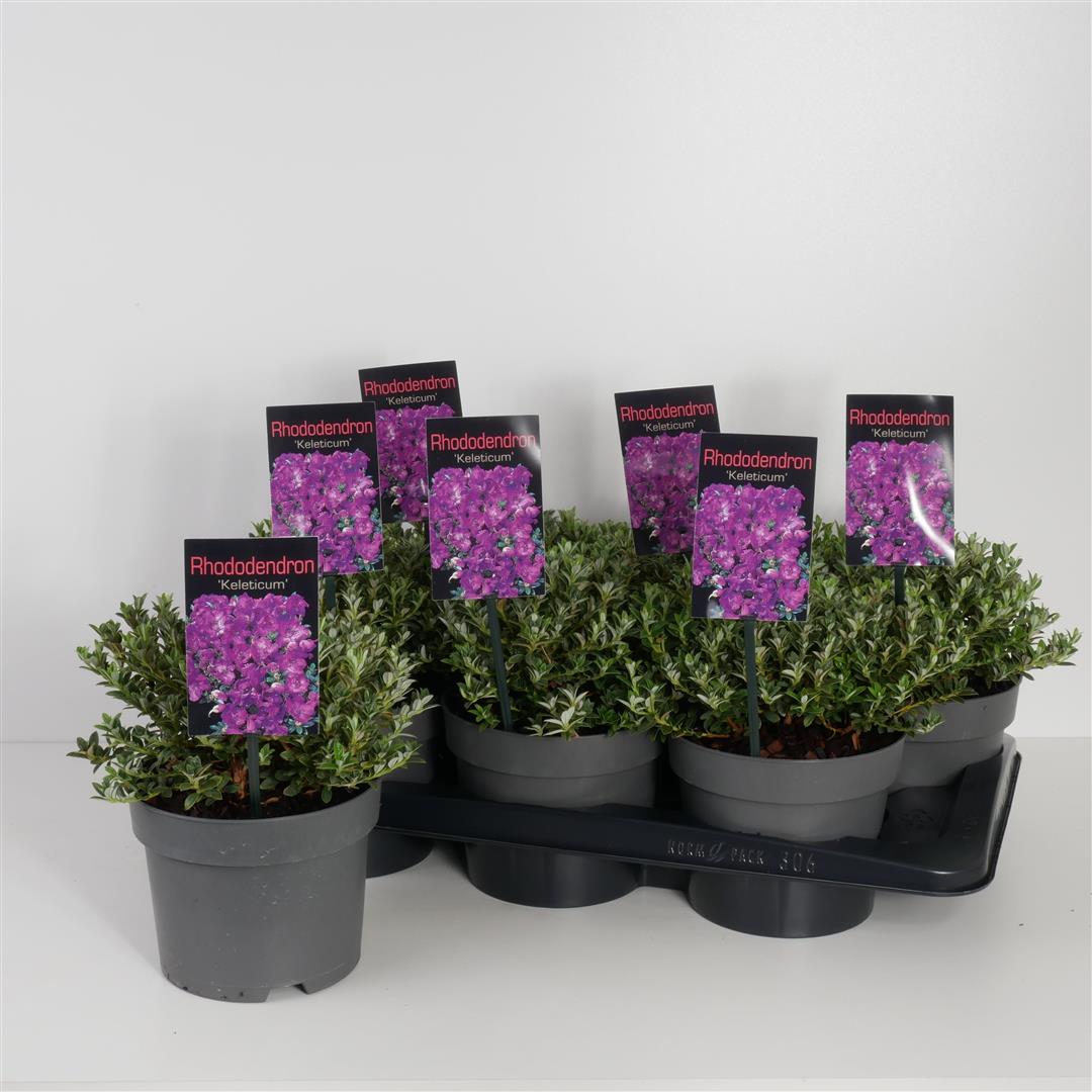 Rhododendron keleticum C2 (2 liters kruka) 20-25 cm