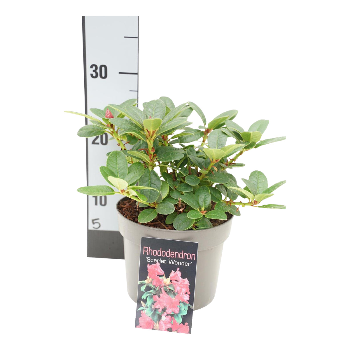 Rhododendron (F) &