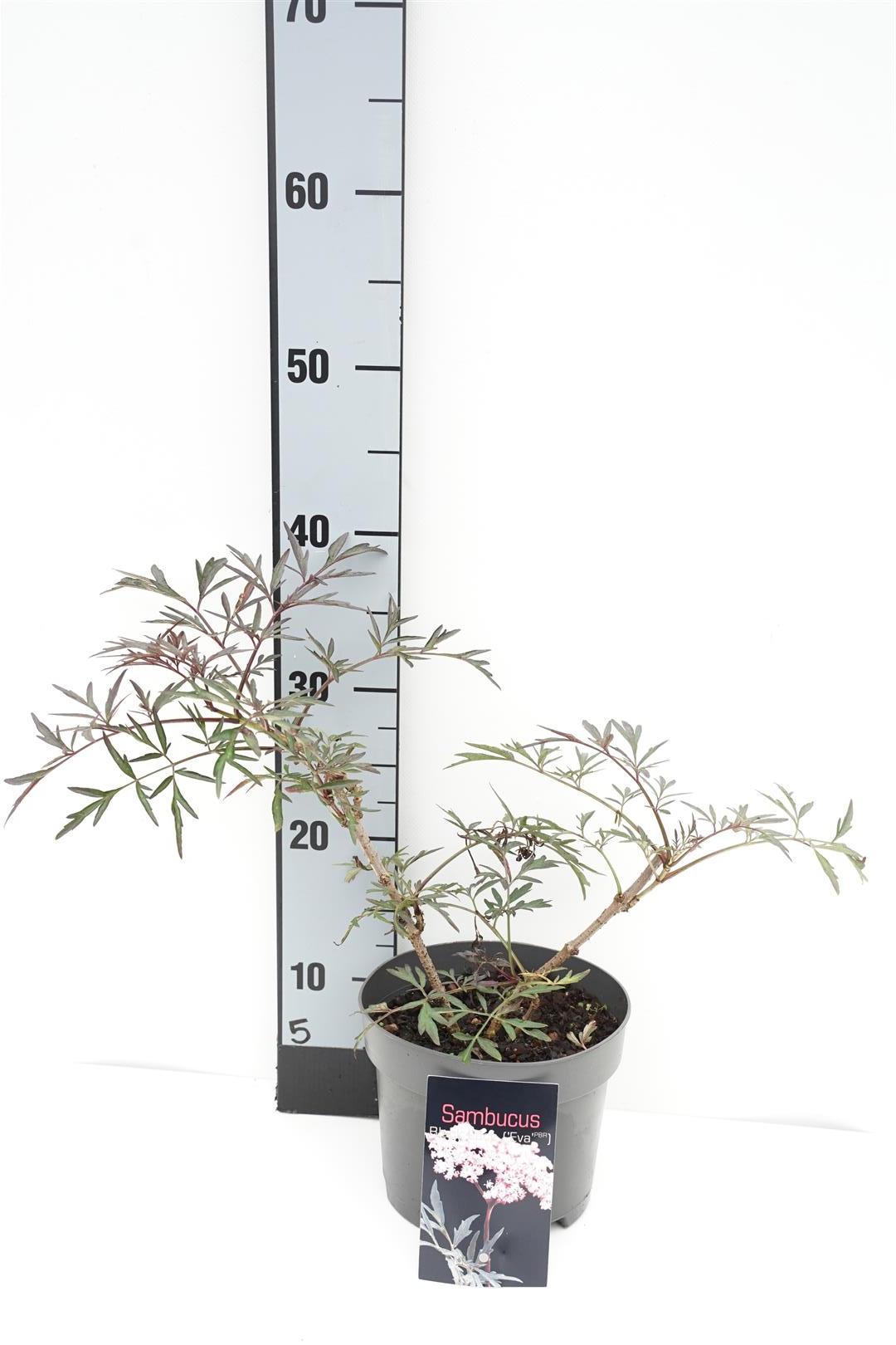 Sambucus nigra &