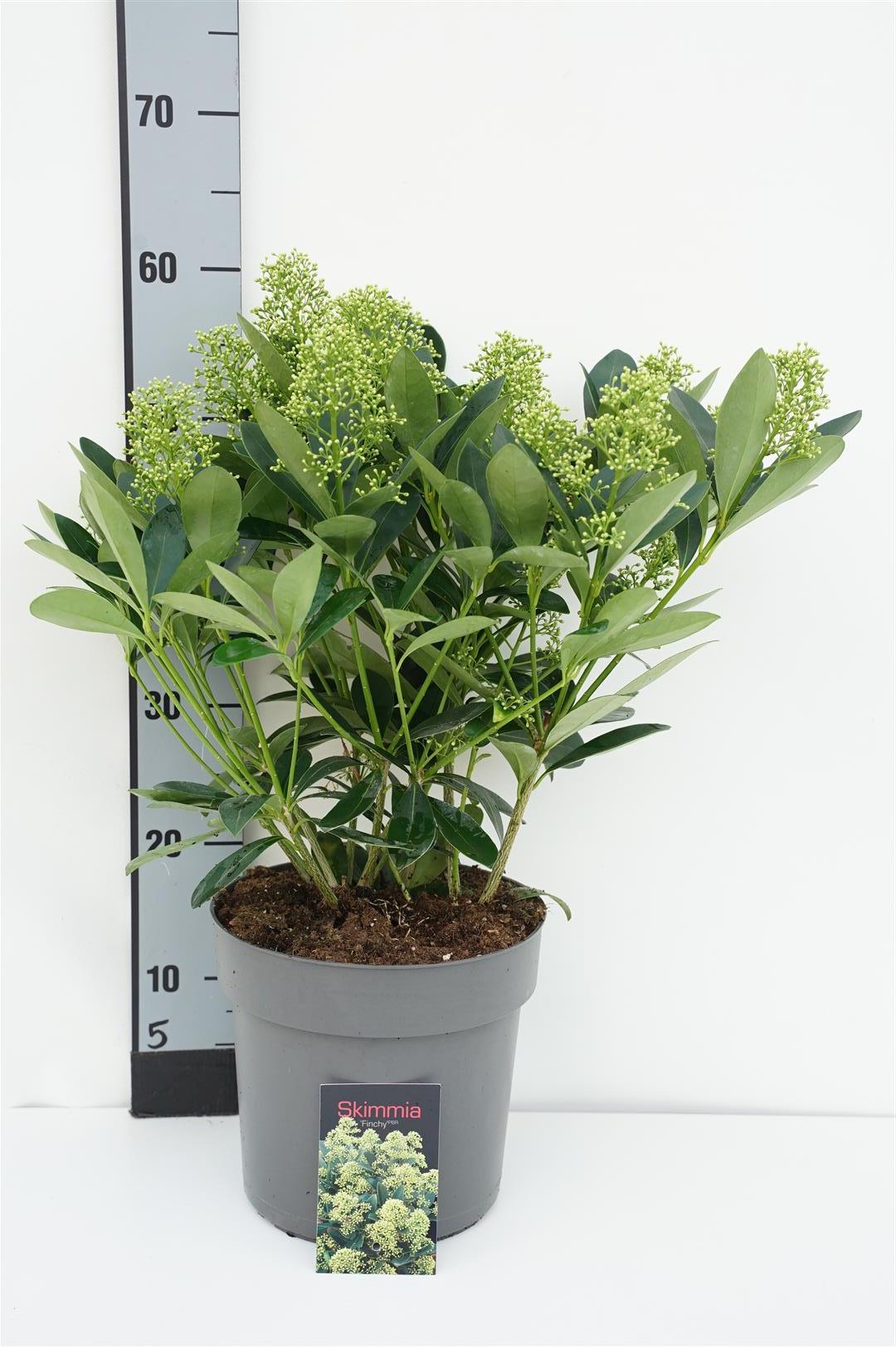 Skimmia japonica &