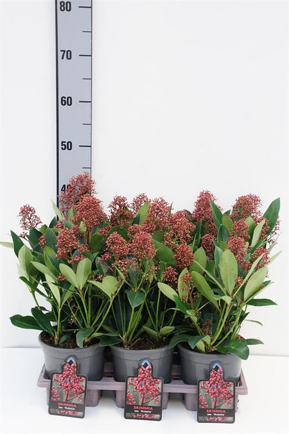 Skimmia japonica &