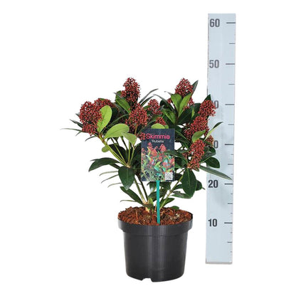 Skimmia j. &