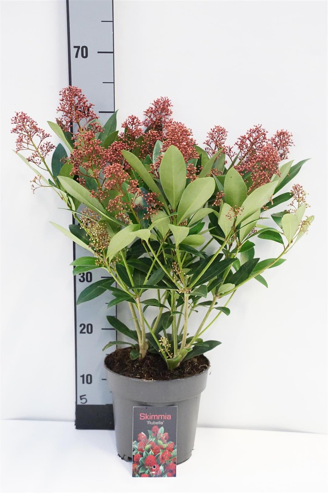 Skimmia japonica &