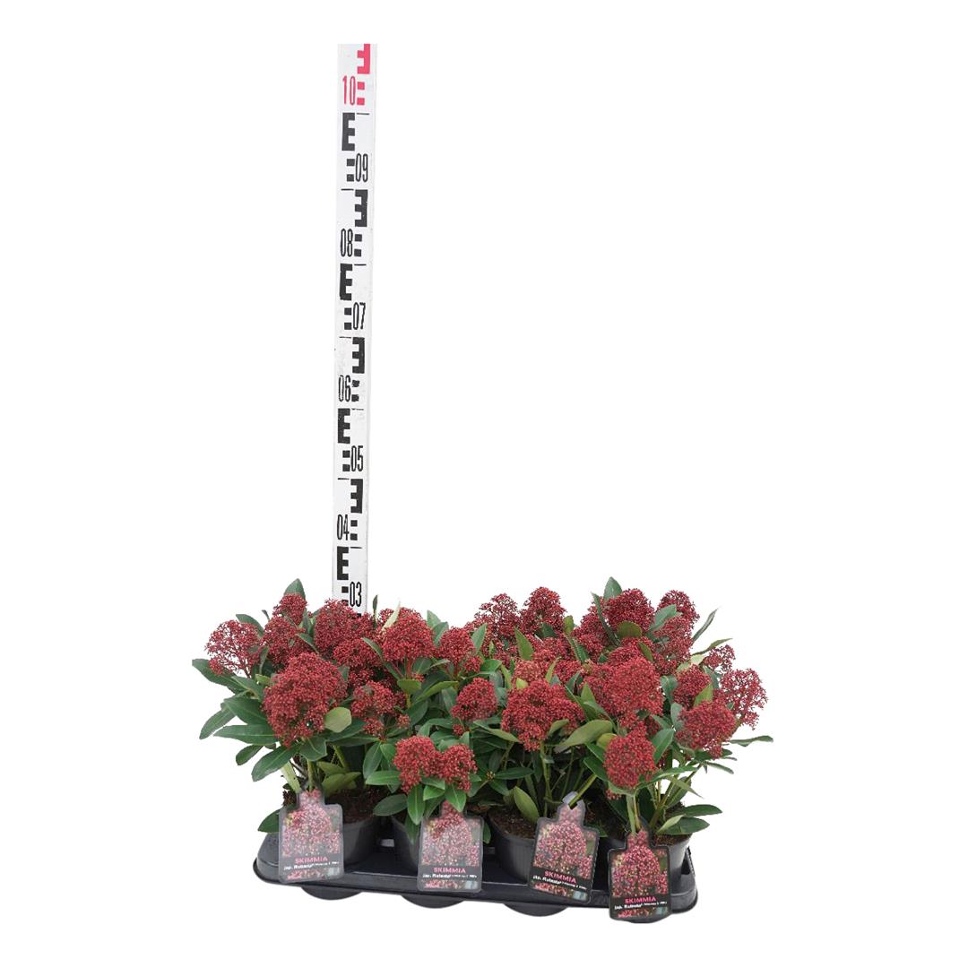 Skimmia japonica &