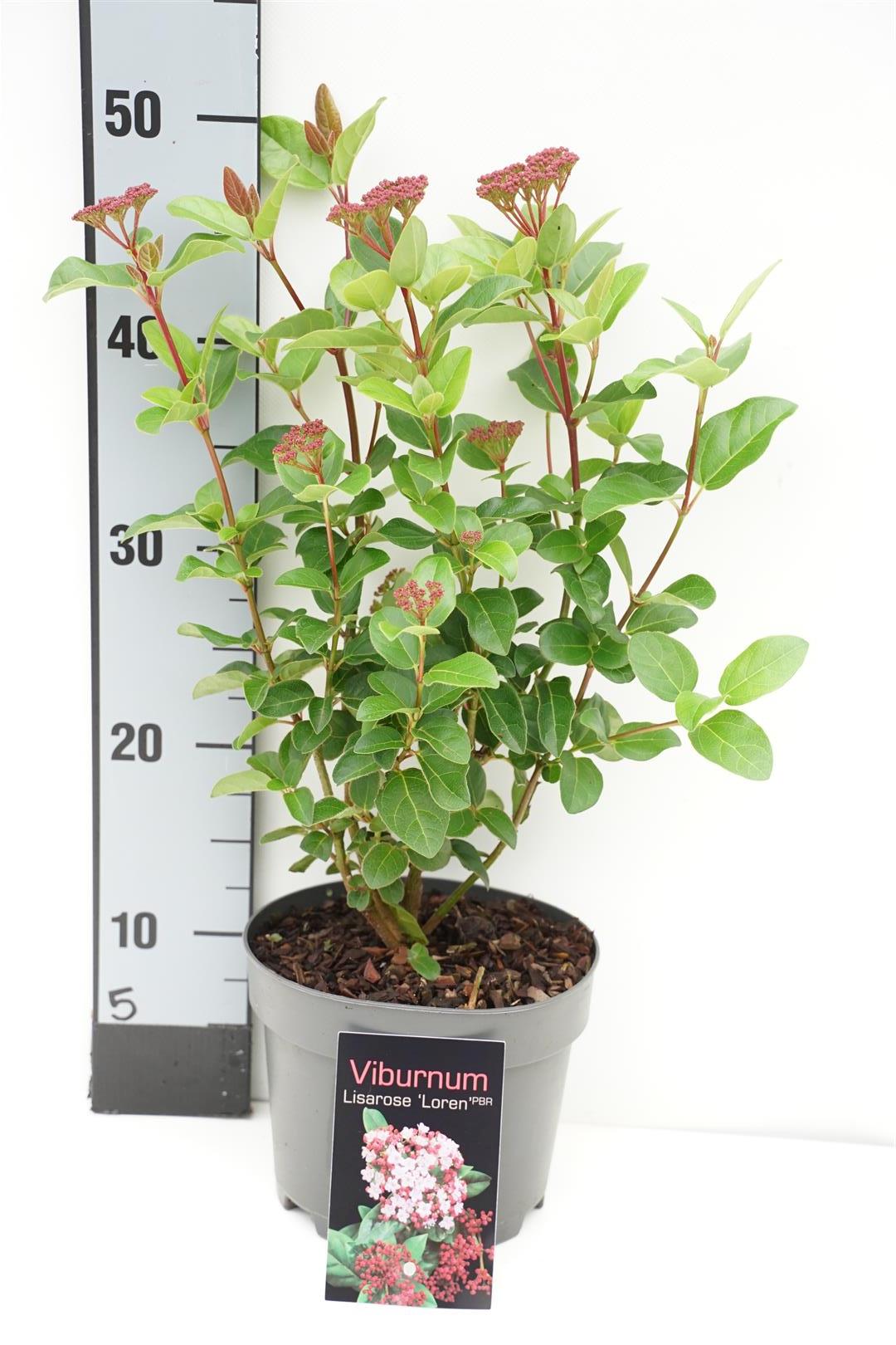 Viburnum tinus Lisarose &
