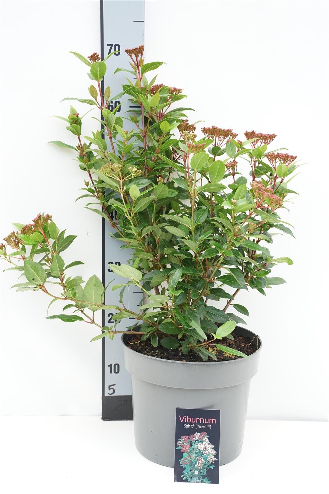 Viburnum tinus &