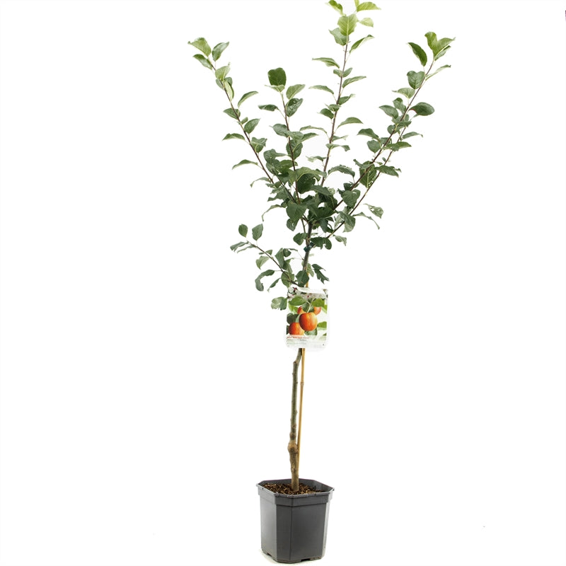 Äppleträd &