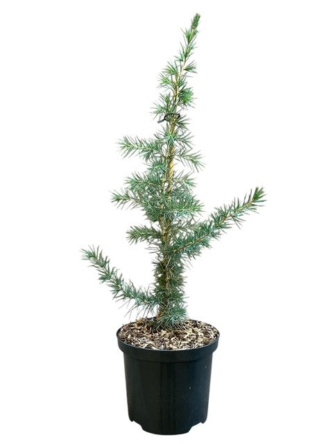 Cedrus libani 40-50 cm C2,5 (2,5 liters kruka)
