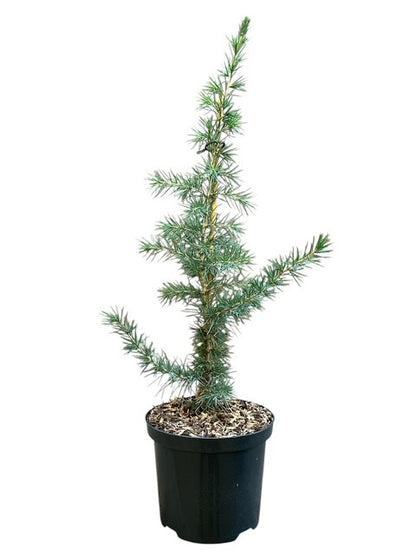 Cedrus libani 40-50 cm, C2,5 (2,5 liters kruka)