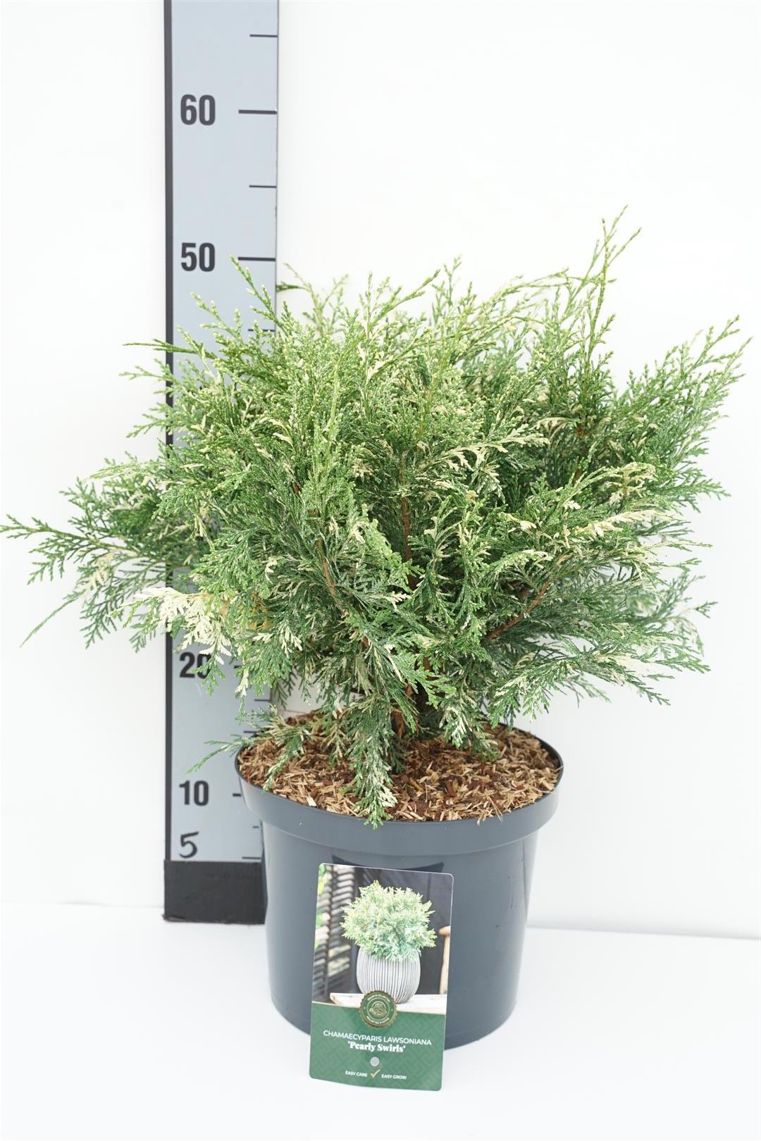 Chamaecyparis lawsoniana &