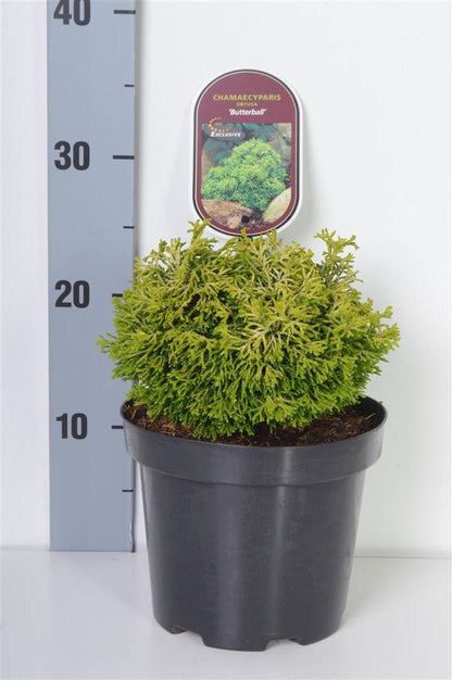 Chamaecyparis obtusa &