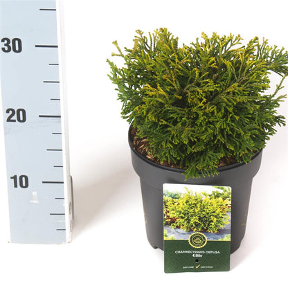 Chamaecyparis obtusa &