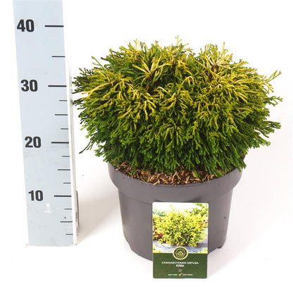 Chamaecyparis obtusa &