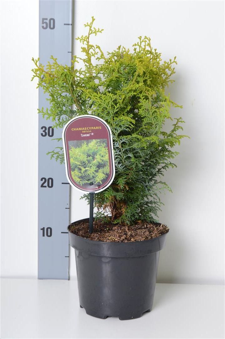 Chamaecyparis obtusa &