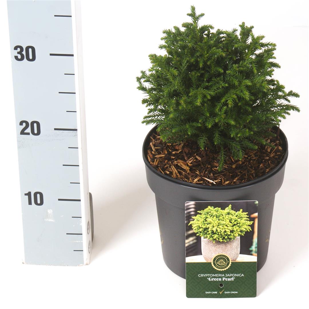 Cryptomeria japonica &