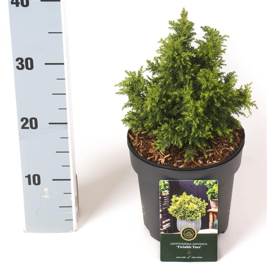 Cryptomeria j. &