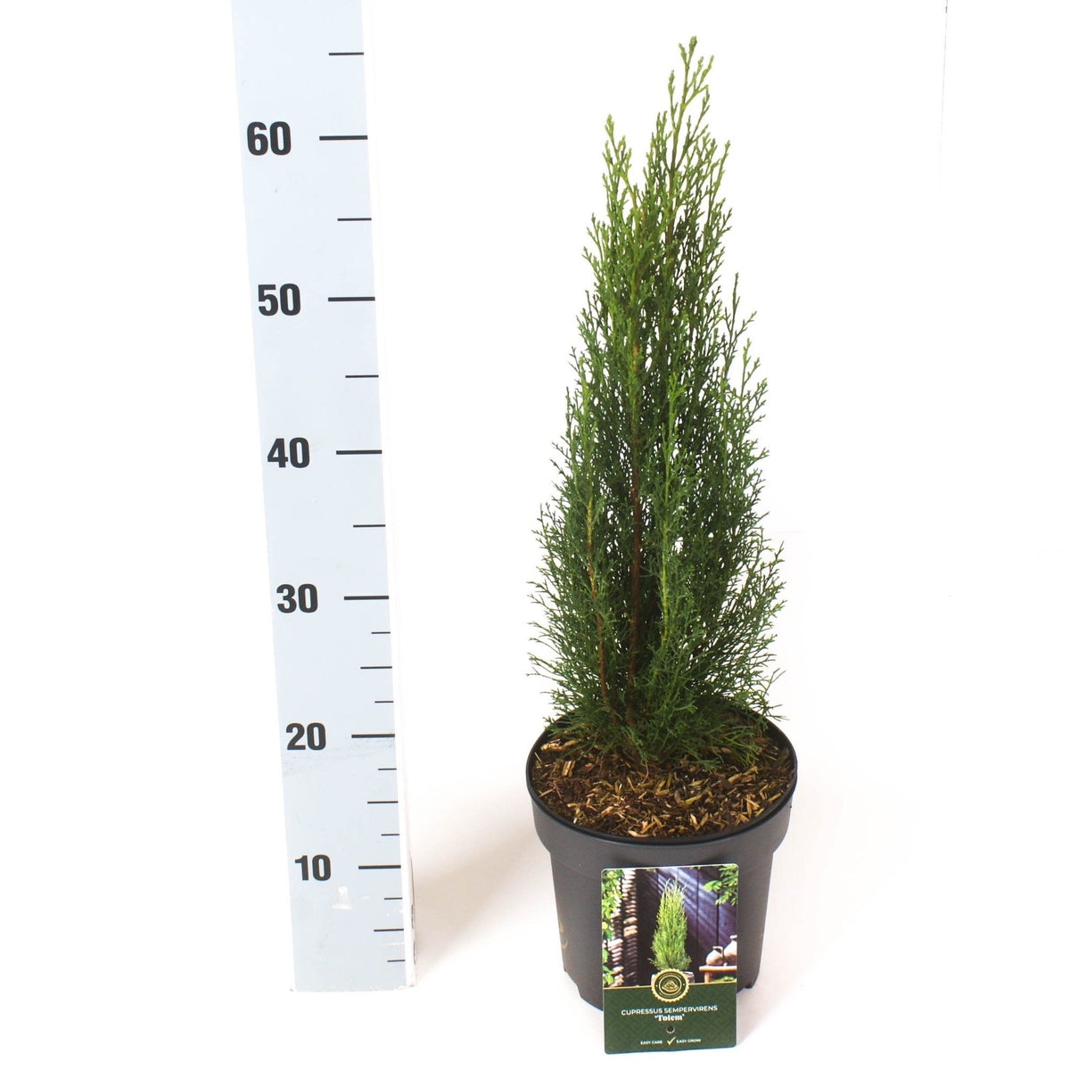 Cupressus semp. &