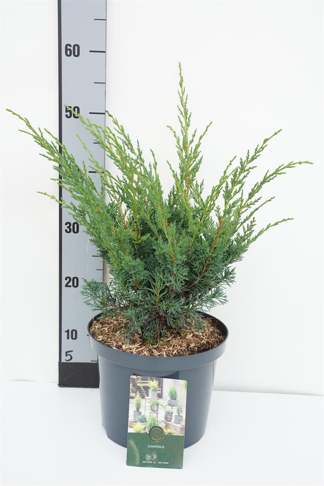 Juniperus chinensis &