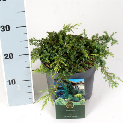 Juniperus communis &