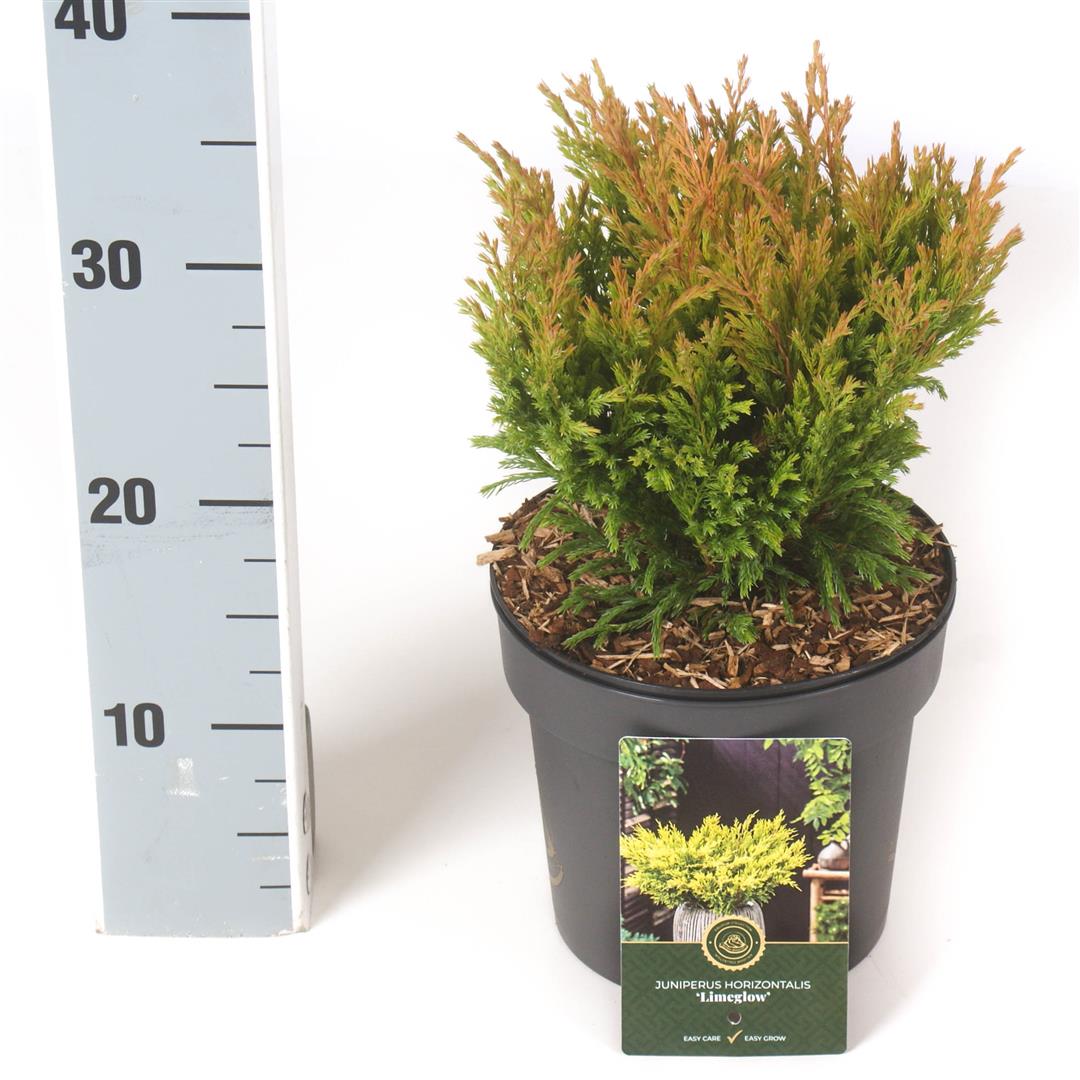 Juniperus horizontalis &