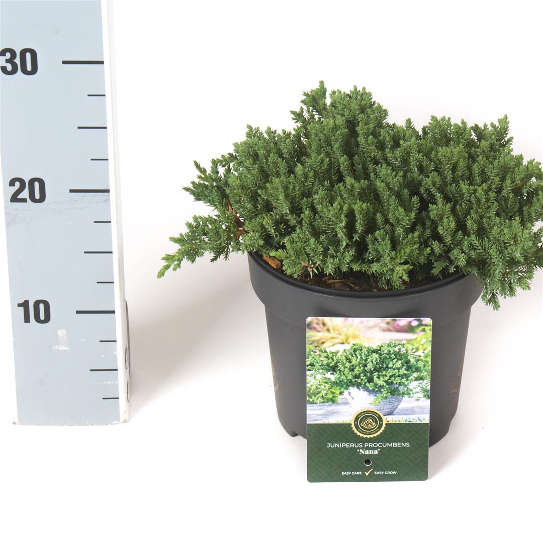 Juniperus proc. &