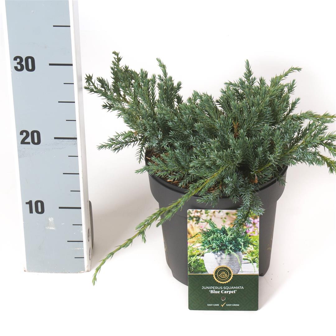 Juniperus squamata &