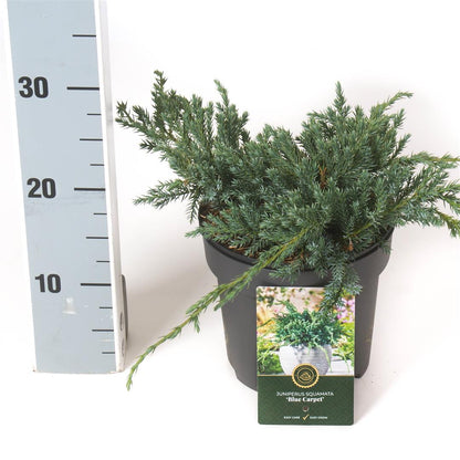 Juniperus squamata &