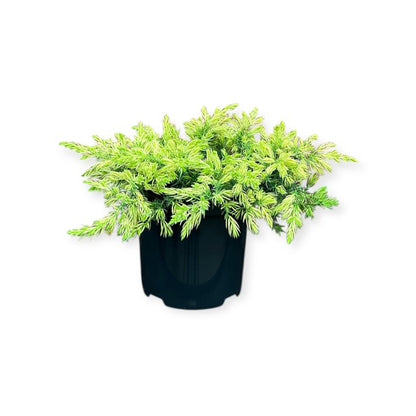Juniperus conf. &