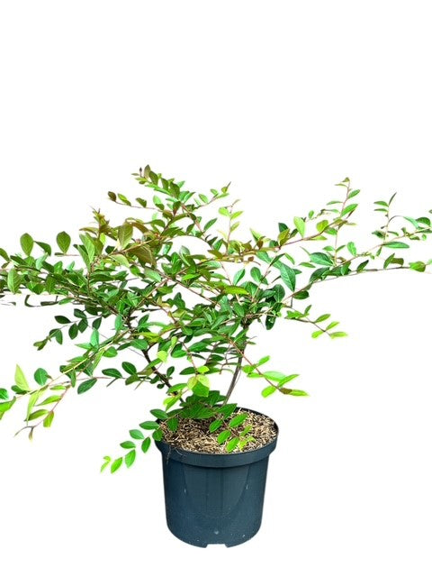 Lagerstroemia x e. &