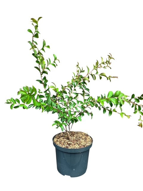 Lagerstroemia i. &