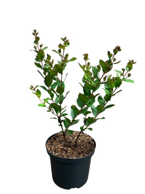 Lagerstroemia i. &