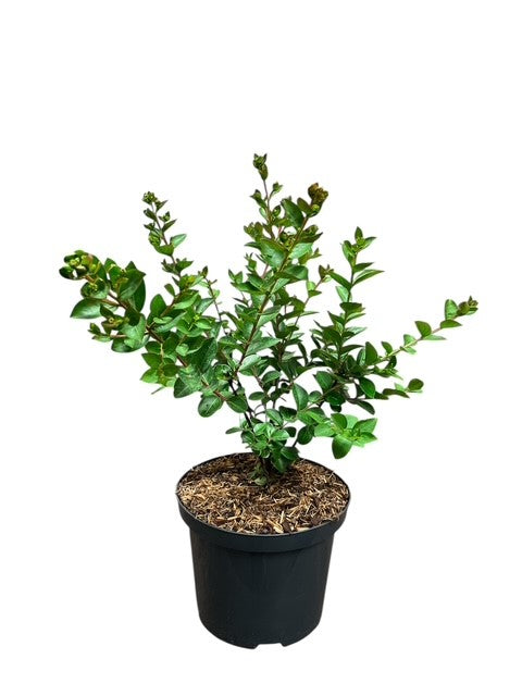 Lagerstroemia i. &