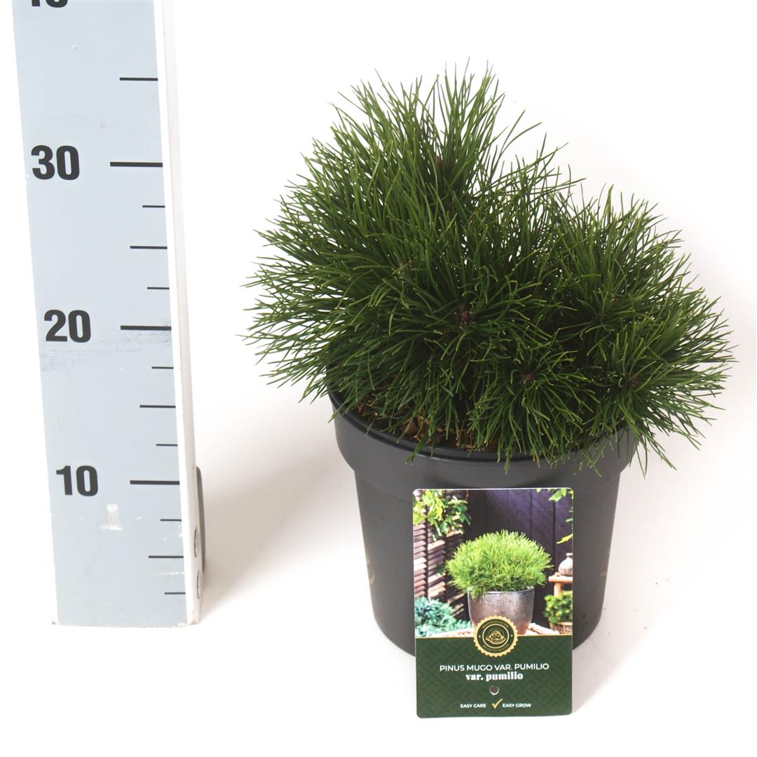 Pinus mugo pumilio 20-25 cm, C2,5 (2,5 liters kruka)