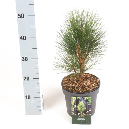 Pinus nigra &