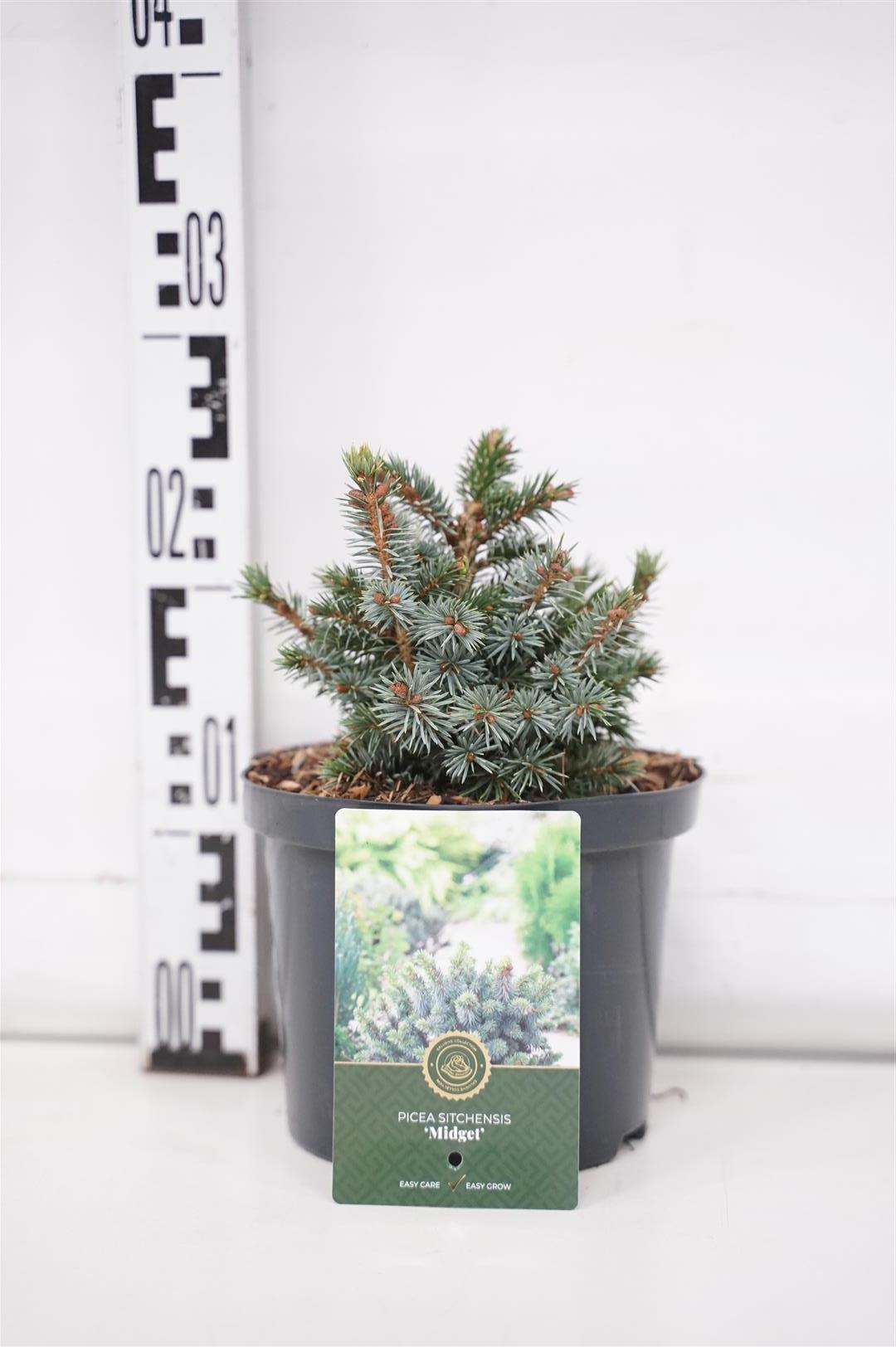 Picea sitchensis &