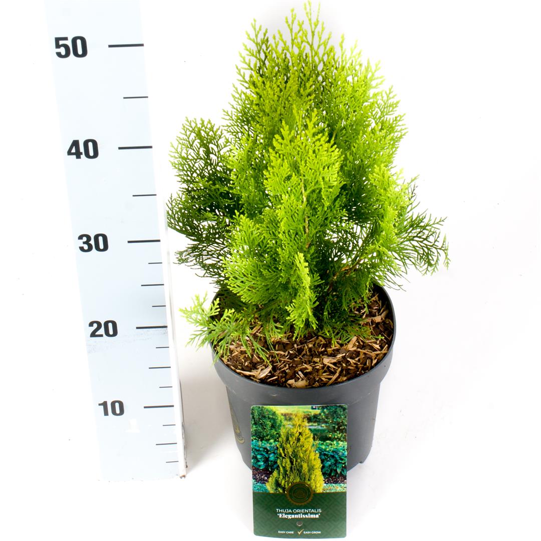 Platycladus or. &