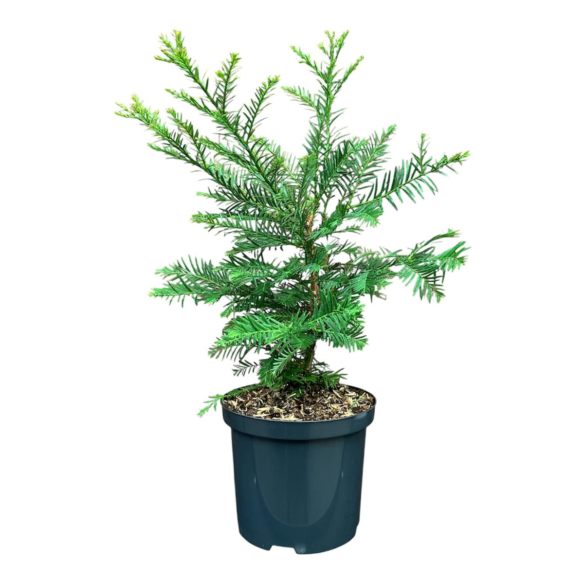 Sequoia sempervirens C5 (5 liters kruka) / 23 cm kruka 100-125 cm