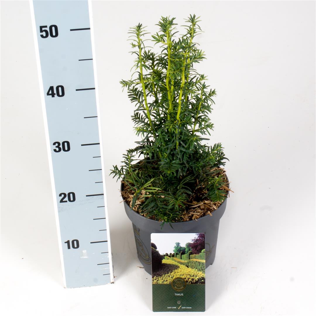Taxus b. &