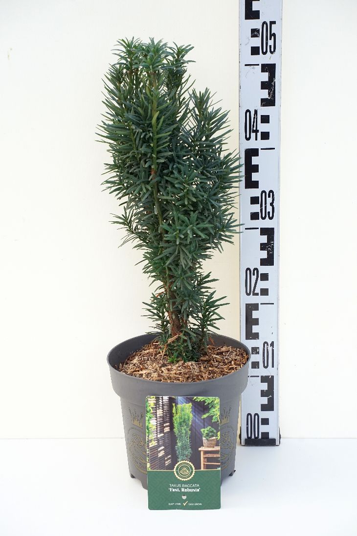 Taxus b. &
