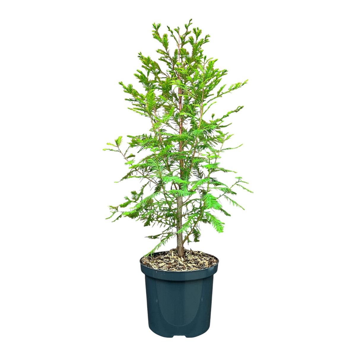 Taxodium distichum stamomkrets 12-14 cm C35 (35 liters kruka)