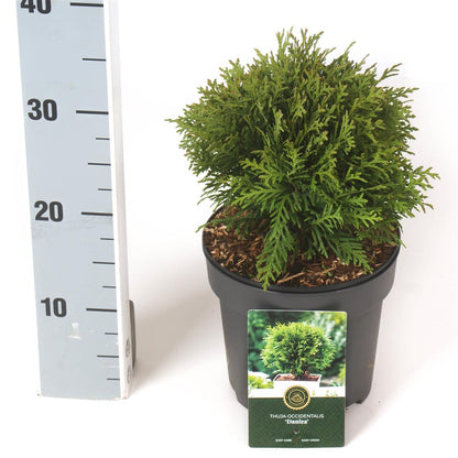 Thuja occ. &