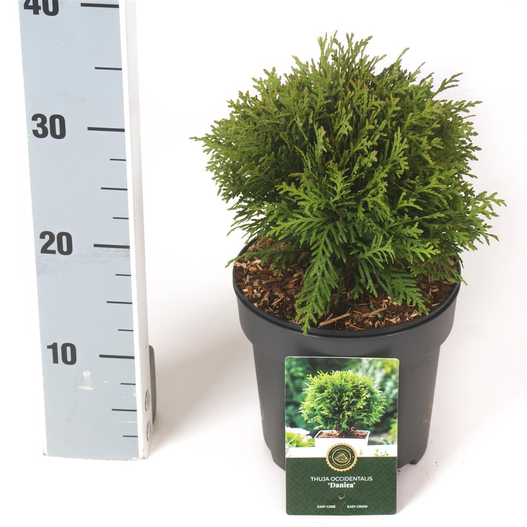 Thuja occidentalis &