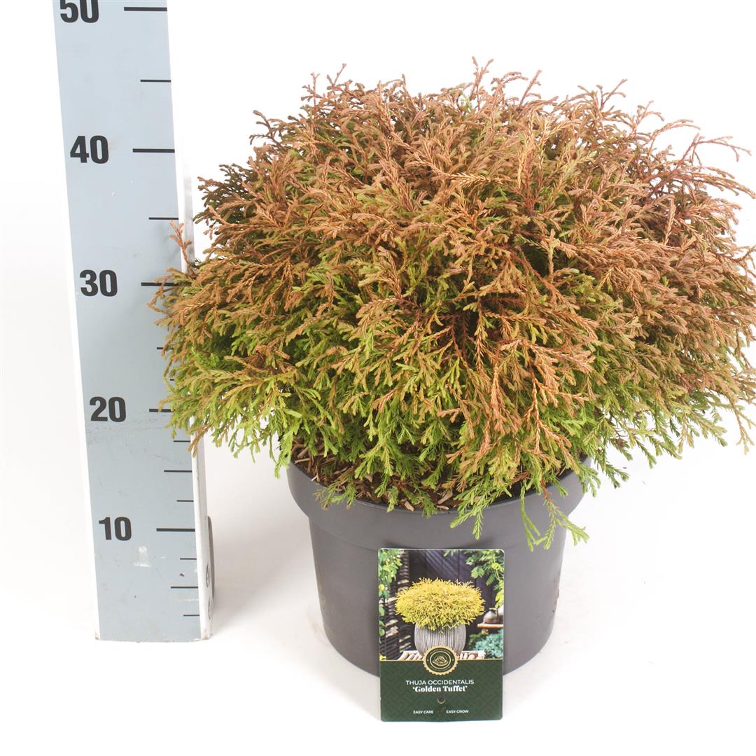 Thuja occidentalis &