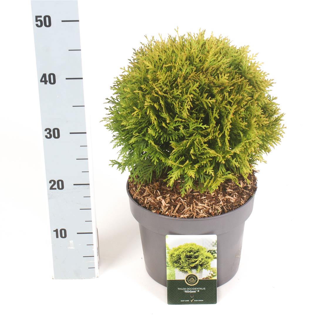 Thuja occidentalis &