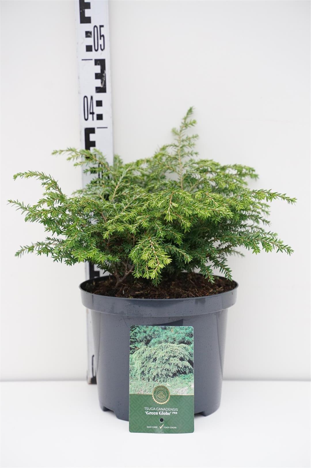 Tsuga canadensis &
